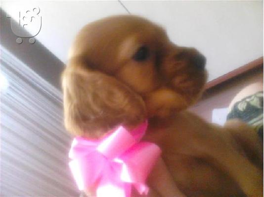 PoulaTo: Pomeranian καθαροαιμα Αθηνα-Θεσσαλονικη-Νησια dogsmania.gr 6979314054